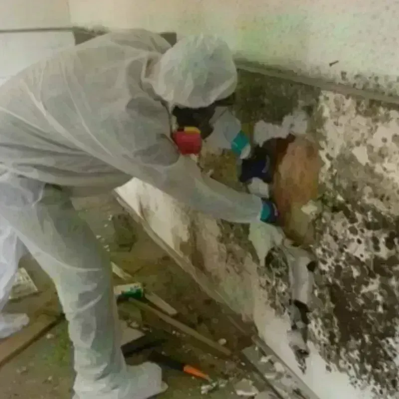 Mold Remediation and Removal in Roby, TX